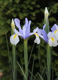 Image result for Iris