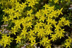 Image result for Mauerpfeffer