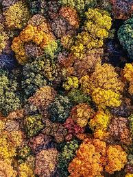 Image result for Jeffrey Milstein