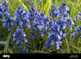 Attēlu rezultāti vaicājumam “Polygala vulgaris flower”