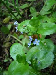 Attēlu rezultāti vaicājumam “Veronica beccabunga bud”