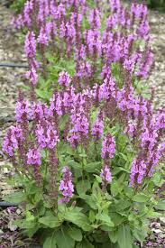 Attēlu rezultāti vaicājumam “Salvia nemorosa flower”
