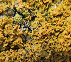 Attēlu rezultāti vaicājumam “Xanthoria fulva”