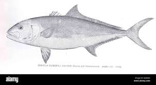 Image result for Seriola dumerili