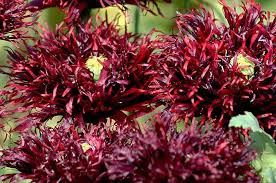 Image result for Papaver somniferum Black