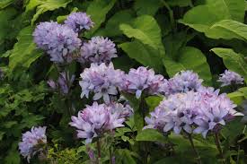 Attēlu rezultāti vaicājumam “Campanula glomerata fruit”