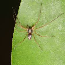 Attēlu rezultāti vaicājumam “Philodromus sp.”