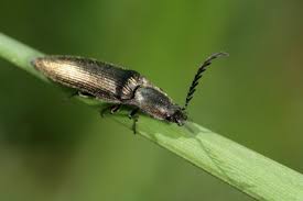 Attēlu rezultāti vaicājumam “Ctenicera pectinicornis”