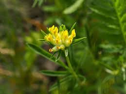 Attēlu rezultāti vaicājumam “Anthyllis vulneraria flower”