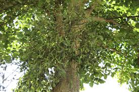 Attēlu rezultāti vaicājumam “Viscum album leaf”