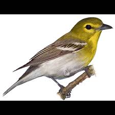 Image result for Vireo flavifrons