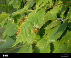 Attēlu rezultāti vaicājumam “Tetraneura ulmi”
