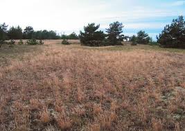 Attēlu rezultāti vaicājumam “Populus x lettland”