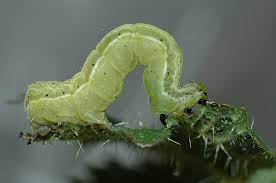 Attēlu rezultāti vaicājumam “Ceruchus chrysomelinus larva”