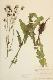 Attēlu rezultāti vaicājumam “Sonchus arvensis subsp. uliginosus flower”