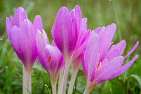 Attēlu rezultāti vaicājumam “Colchicum autumnale”