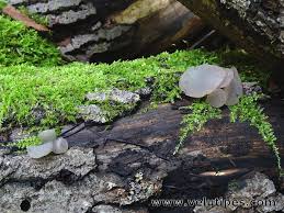 Attēlu rezultāti vaicājumam “Neobulgaria pura”