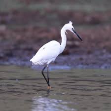 Image result for Egretta garzetta