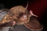 Attēlu rezultāti vaicājumam “Myotis brandtii”
