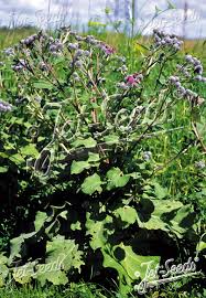 Attēlu rezultāti vaicājumam “Arctium lappa”