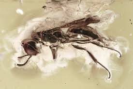 Attēlu rezultāti vaicājumam “Crabronidae”