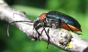 Attēlu rezultāti vaicājumam “Gaurotes virginea”