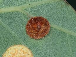 Attēlu rezultāti vaicājumam “Neuroterus quercusbaccarum”