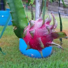 Attēlu rezultāti vaicājumam “Carex dioica fruit”