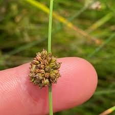 Attēlu rezultāti vaicājumam “Juncus conglomeratus”