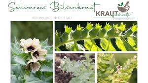 Image result for bilsenkraut