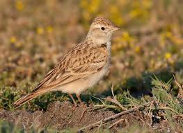 Image result for Calandrella brachydactyla