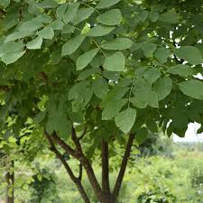 Attēlu rezultāti vaicājumam “Cladrastis kentukea leaf”