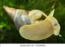 Attēlu rezultāti vaicājumam “Lymnaea stagnalis”