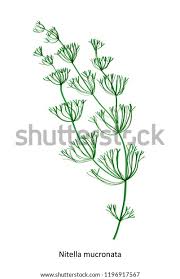 Attēlu rezultāti vaicājumam “Nitella sp.”