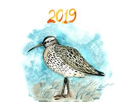 Image result for Numenius tenuirostris