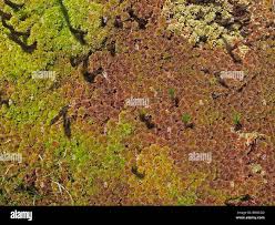 Attēlu rezultāti vaicājumam “Sphagnum flexuosum”