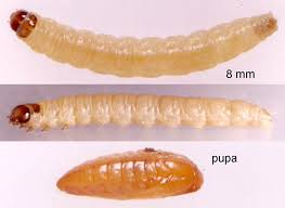 Attēlu rezultāti vaicājumam “Acleris aspersana”