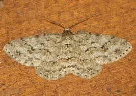 Attēlu rezultāti vaicājumam “Ectropis crepuscularia”