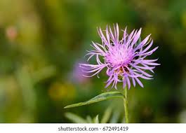 Attēlu rezultāti vaicājumam “Centaurea phrygia flower”