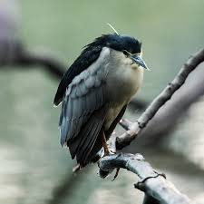 Image result for Nycticorax nycticorax