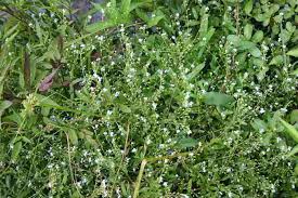 Attēlu rezultāti vaicājumam “Myosotis laxa subsp. baltica”