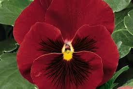 Image result for Viola wittrockiana