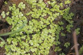 Attēlu rezultāti vaicājumam “Lemnaceae”