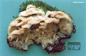 Attēlu rezultāti vaicājumam “Phlebia tremellosa”