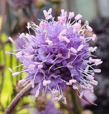 Image result for Succisella inflexa