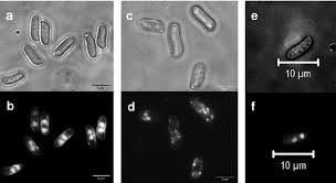 Attēlu rezultāti vaicājumam “Schizophyllum commune”
