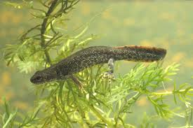 Attēlu rezultāti vaicājumam “Triturus cristatus”