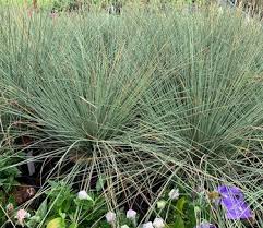 Attēlu rezultāti vaicājumam “Juncus inflexus bud”