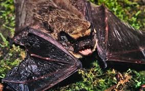 Attēlu rezultāti vaicājumam “Vespertilio murinus”