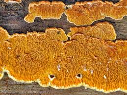 Attēlu rezultāti vaicājumam “Pseudomerulius aureus”